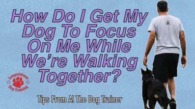 How To Get Your Dog To Focus On You While Walking Together - Tips From Al The Dog Trainer