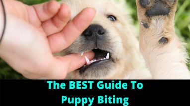 (Bite Inhibition) Dog Training: How To Stop A Puppy From Biting And Train Dogs Not To Bite