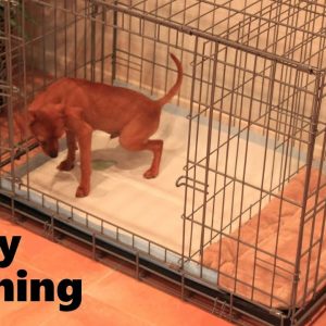 Potty Training Puppy Apartment - Official Full Video - How To Potty Train A Puppy Fast & Easy