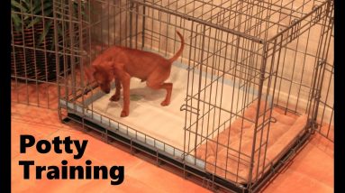 Potty Training Puppy Apartment - Official Full Video - How To Potty Train A Puppy Fast & Easy