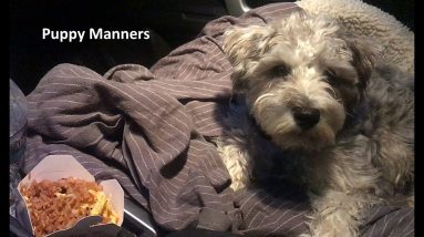 Puppy Manners and Safety - Keeping them off of food