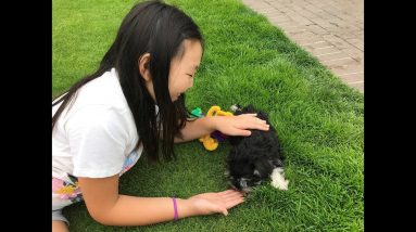 Puppy name Laff meets children