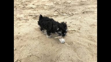 Puppy named Laff playing in the sand