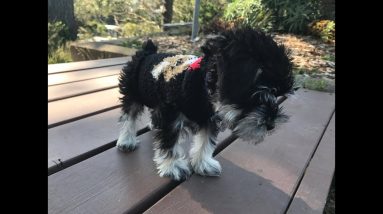 Puppy named Laff walking off leash in her sweater