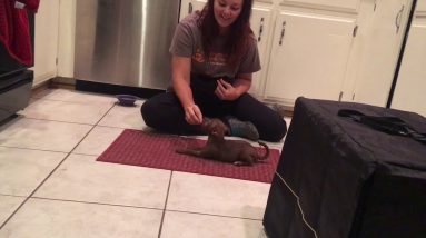 Puppy obedience, place, sit, down and blocking for biting or bad behavior