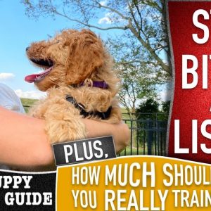 Stop Biting and Train Your Dog to Listen to Everything You Say! NEW PUPPY SURVIVAL GUIDE