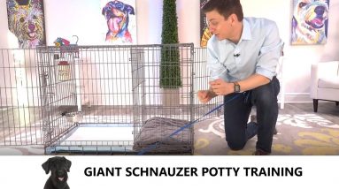 Giant Schnauzer Potty Training from World-Famous Dog Trainer Zak George -  Giant Schnauzer Puppy