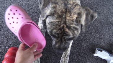 Real Life Training on How To Stop Puppy Chewing