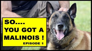 So You Got a Malinois Working Dog - episode 1 - Dog Training Video