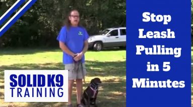 Stop leash pulling  in 5 minutes | Solid K9 Training