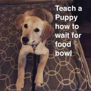 Teach a Puppy to Wait for Food Bowl-Puppy eats fast
