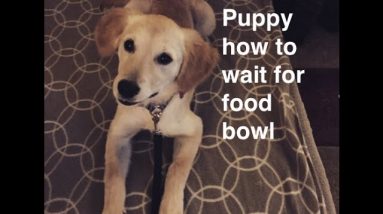 Teach a Puppy to Wait for Food Bowl-Puppy eats fast