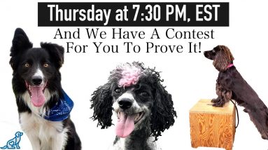 These Simple Dog Tricks Will Make Your Dog SMARTER!
