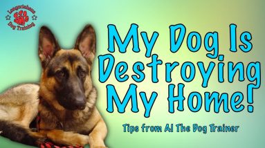 What To Do If Your Dog Is Destroying Your Home - Tips From Al The Dog Trainer