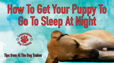 How To Get Your Puppy To Go To Sleep At Night - Tips From Al The Dog Trainer