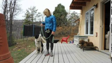 Train your Dog to Heel, NO MORE LEASH PULLING! part 1
