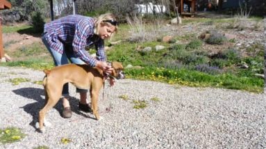 Train Your Dog to Heel - NO MORE LEASH PULLING! part 2