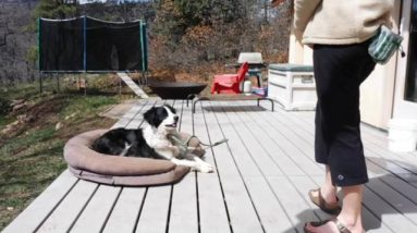 Train your Dog to Stay; Place Command part 2