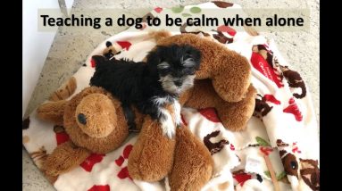 Training a dog to be left alone without crying