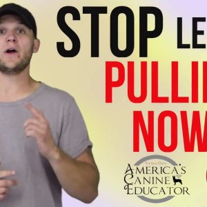 Stop leash pulling in 3 Easy steps Ep-1 Dog Training with America's Canine Educator