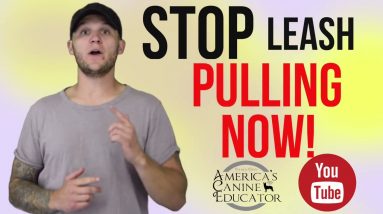 Stop leash pulling in 3 Easy steps Ep-1 Dog Training with America's Canine Educator