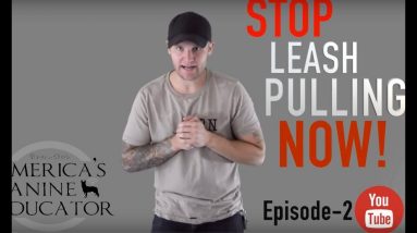 Stop leash pulling in 3 Easy steps Ep-2- Dog Training with America's Canine Educator