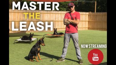 Stop leash pulling in 3 Easy steps Ep-3- Dog Training with America's Canine Educator
