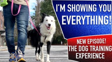 What an ACTUAL, REALISTIC Day of Training Looks Like With My Dog.