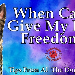 When Can I Give My Dog Freedom? - Tips From Al The Dog Trainer