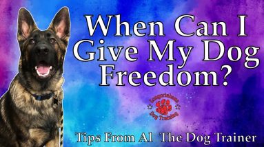 When Can I Give My Dog Freedom? - Tips From Al The Dog Trainer