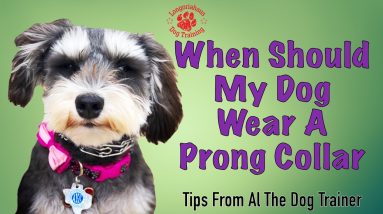 When Should My Dog Wear A Prong Collar? - Tips From Al The Dog Trainer