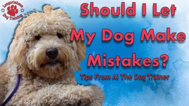 Why Should I Let My Dog make Mistakes?Dogs To Make Mistakes
