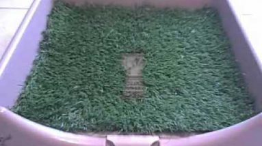 WHY YOU SHOULD LITTER BOX TRAIN YOUR DOG.