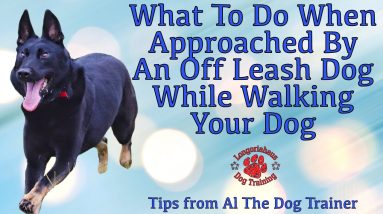 What To Do When Approached By An Off Leash Dog While Walking Your Dog - Tips From Al The Dog Trainer