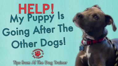 How Do I Get My Puppy To Stop Going After My Other Dogs? - Tips From Al The Dog Trainer