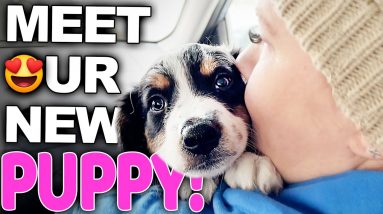 Your Complete Guide For Bringing A New Puppy Home