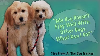What To Do If Your Dog Doesn't Play Well With Other Dogs - Tips From Al The Dog Trainer