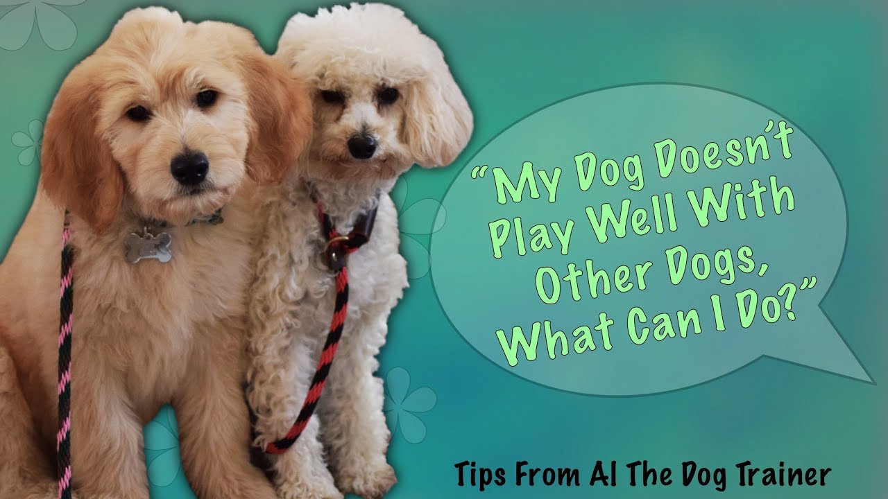 What To Do If Your Dog Doesn't Play Well With Other Dogs Tips From Al