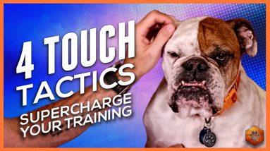 How to Pet Your Dog for Max Reinforcement! 4 Touch Tactics to Supercharge Training