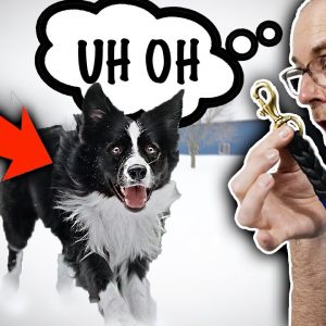 3 Skills Your Dog MUST HAVE to Listen OFF LEASH