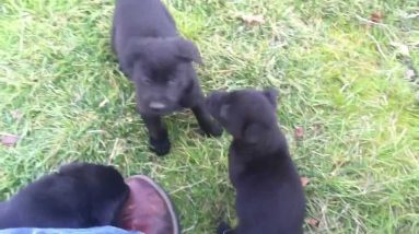 6 Week Old Labrador/German Shepherd Mix Puppies Playing