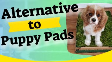 Alternative to Puppy Pads