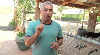 Cesar Millan Explains: The Origin of Cesar's signature "Tsch!"