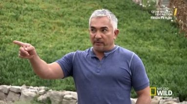 Cesar Millans Dog Nation | Season 1 Episode 6 | For The Love of Dogs FINAL