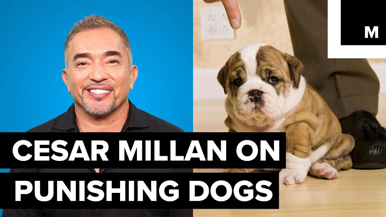 Cesar Millan S Effective Doggy Training Best Dog Training Methods