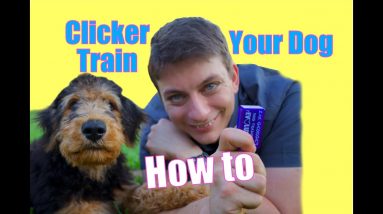 How to CLICKER TRAIN Your Dog: The FASTEST WAY to Teach your Dog to be AWESOME!