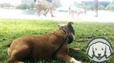 Does Your Dog Run On Auto-Pilot?