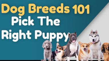 Dog Breeds 101  Picking the Right Puppy for Your Family