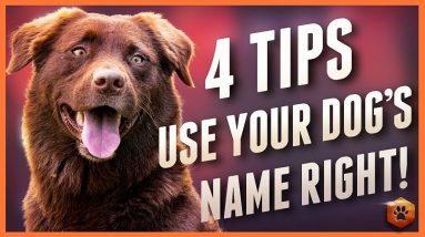 Dog Ignoring You? These 4 Dog Name Strategies Will Help!