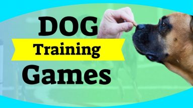 Dog Training Games - When Stuck At Home